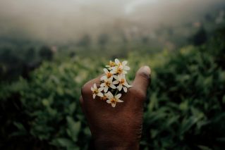 A close-up of a hand holding delicate white flowers against the lush greenery of Munnar, India.